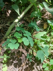 Oxalis stricta