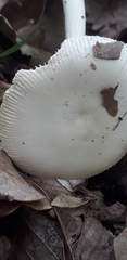 Amanita vaginata alba