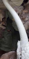 Amanita vaginata alba