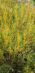 Acacia nematophylla