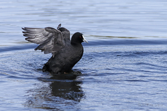 Fulica atra