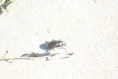 Calosoma cancellatum