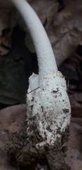 Amanita vaginata alba