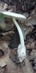 Amanita vaginata alba