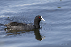 Fulica atra