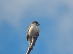 Sporophila caerulescens