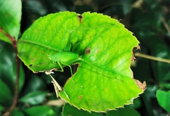 Holochlora
