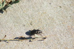 Calosoma cancellatum