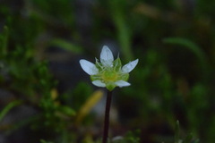 Moehringia ciliata