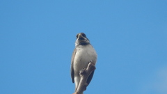 Sporophila caerulescens