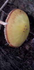 Pluteus leoninus