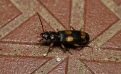 Macrocheilus