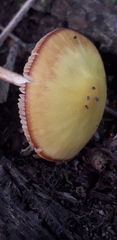 Pluteus leoninus
