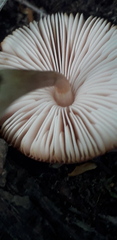 Pluteus leoninus