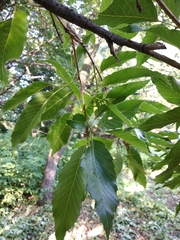 Quercus castaneifolia