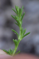 Moehringia ciliata