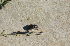 Calosoma cancellatum