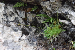 Sesleria sphaerocephala