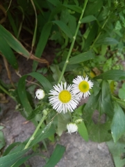 Erigeron annuus