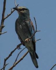 Coracias garrulus garrulus
