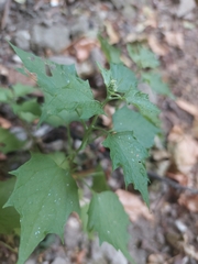 Chenopodiastrum hybridum