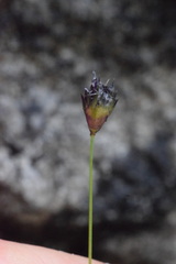 Sesleria sphaerocephala