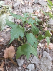 Chenopodiastrum hybridum