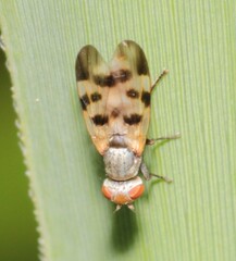 Melieria