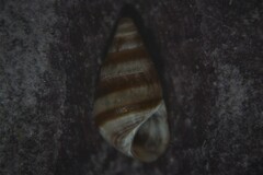 Cingula trifasciata