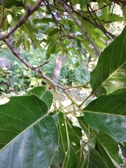 Quercus castaneifolia