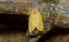 Artaxa guttata