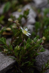Moehringia ciliata