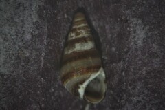 Cingula trifasciata