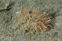 Janolus hyalinus