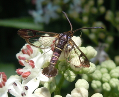 Synanthedon spuleri