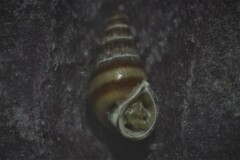 Cingula trifasciata