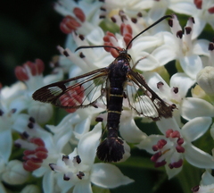 Synanthedon spuleri