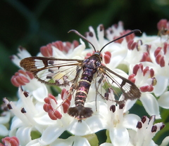 Synanthedon spuleri