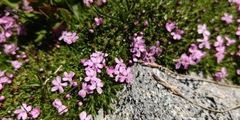 Silene acaulis exscapa
