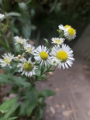 Erigeron annuus