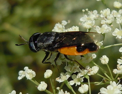 Odontomyia flavissima