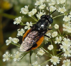 Odontomyia flavissima