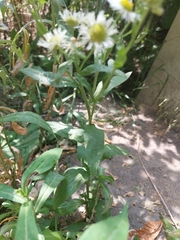 Erigeron annuus