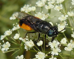 Odontomyia flavissima