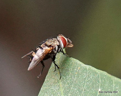 Trigonospila ludio