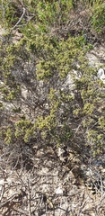 Pimelea serpyllifolia