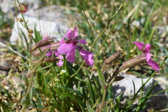 Silene elisabethae