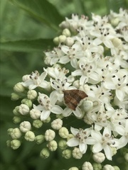 Choreutis nemorana
