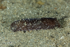 Melanochlamys queritor