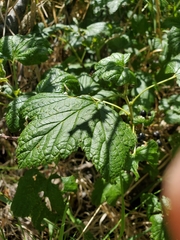 Ribes hudsonianum